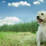 VETERINARIA